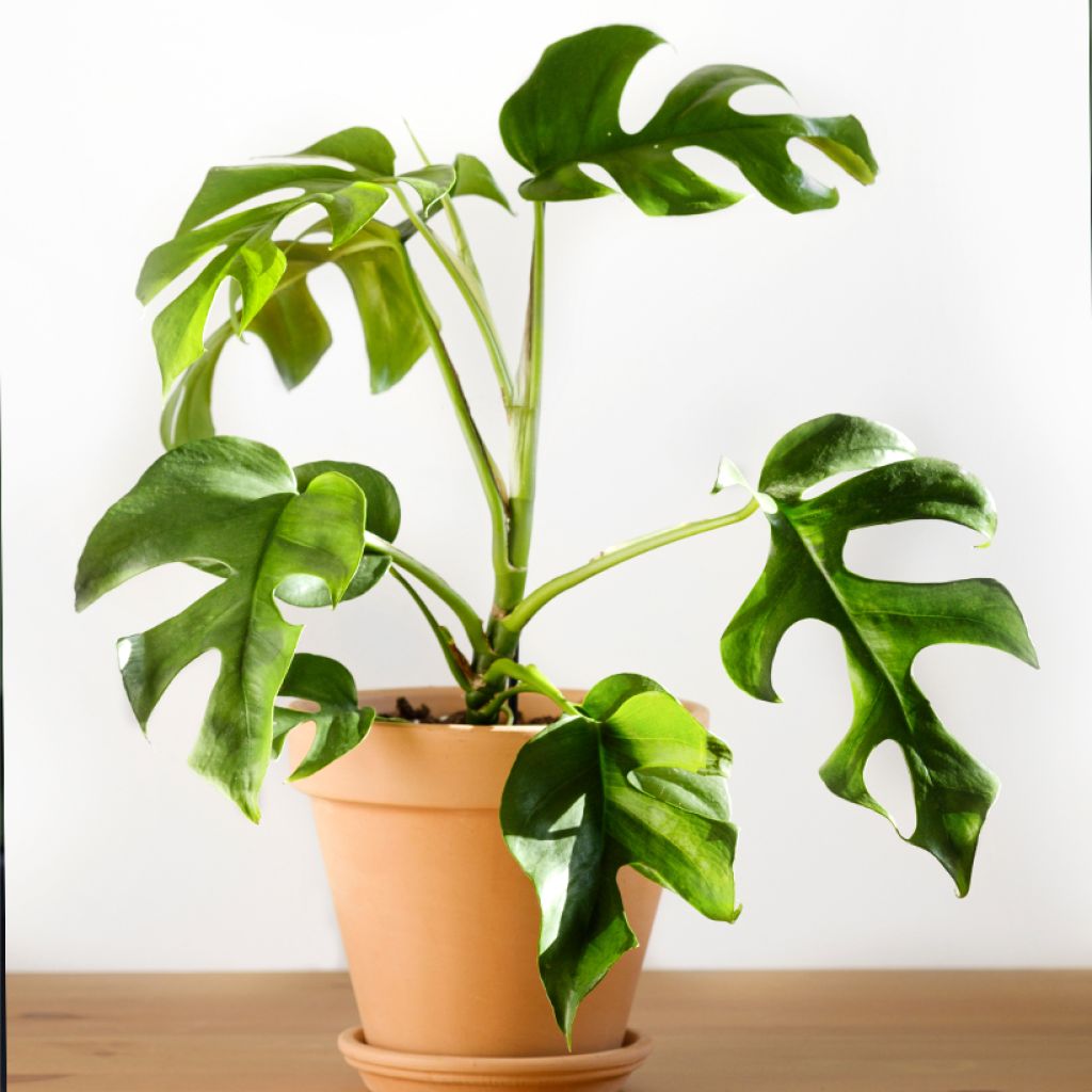 Filodendro - Philodendron Minima - Monstera minima