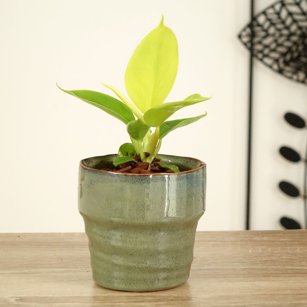 Filodendro - Philodendron Moonlight