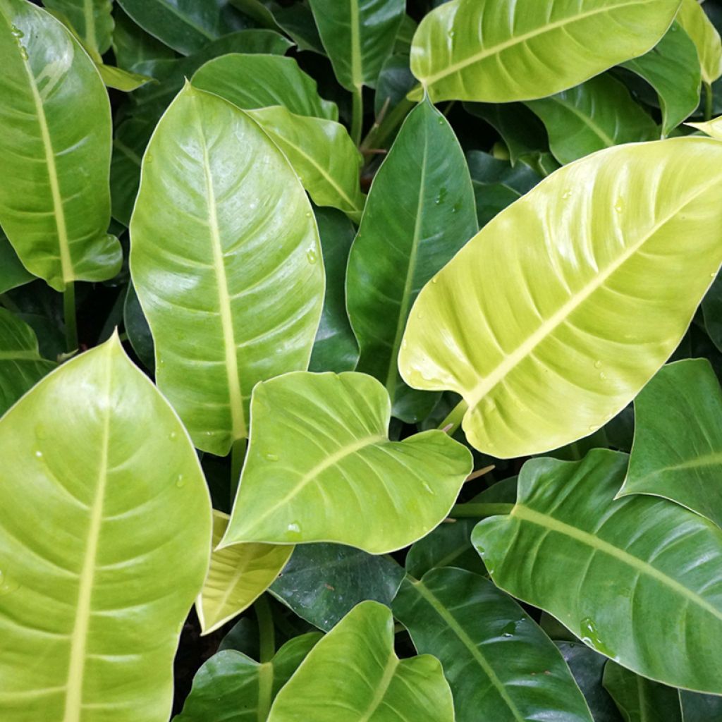 Filodendro - Philodendron Moonlight