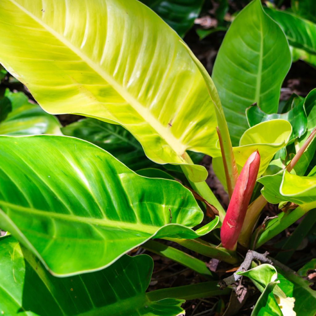 Filodendro - Philodendron Moonlight