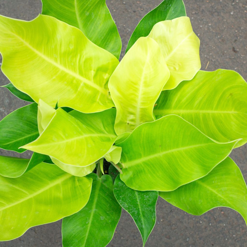 Filodendro - Philodendron Moonlight