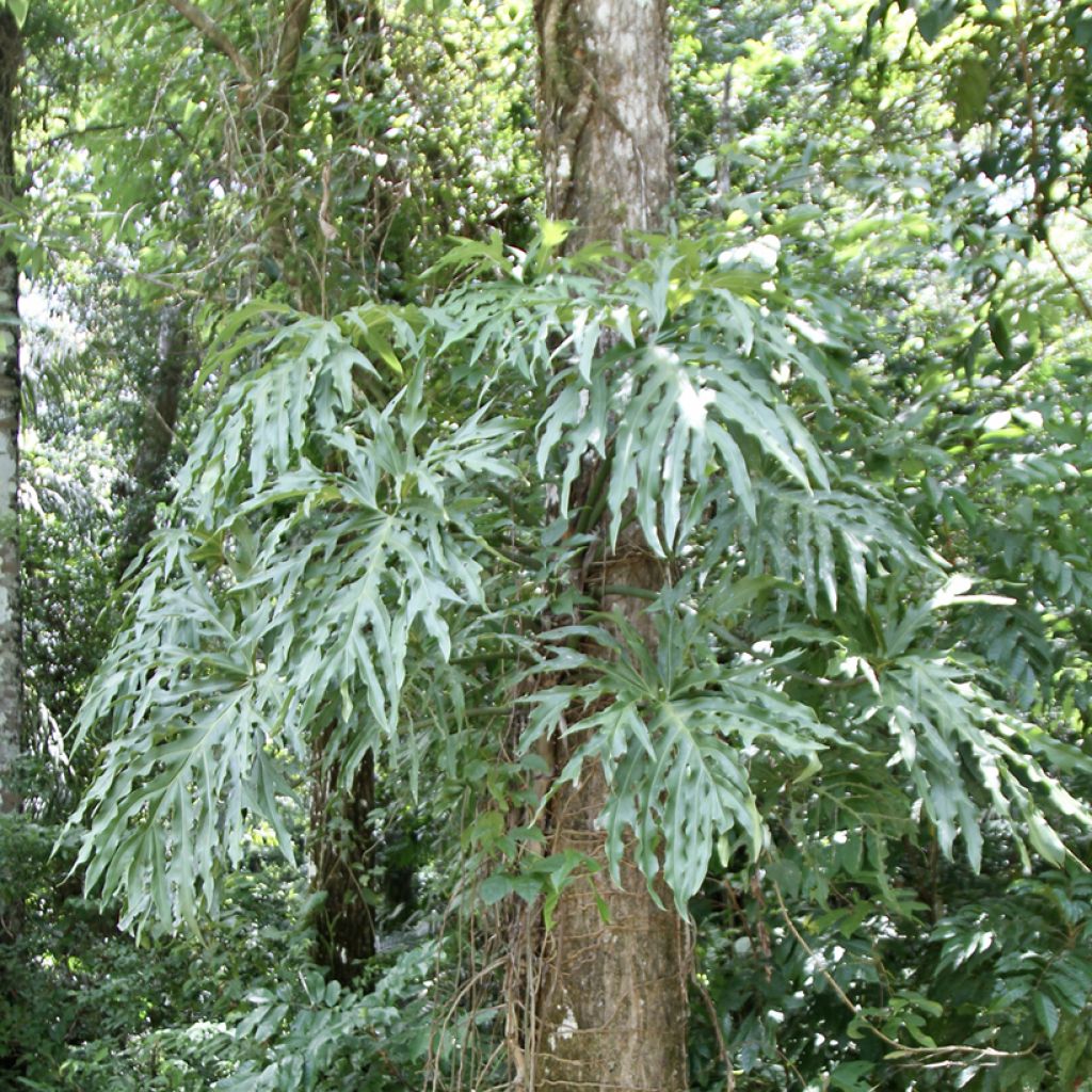 Filodendro - Philodendron radiatum