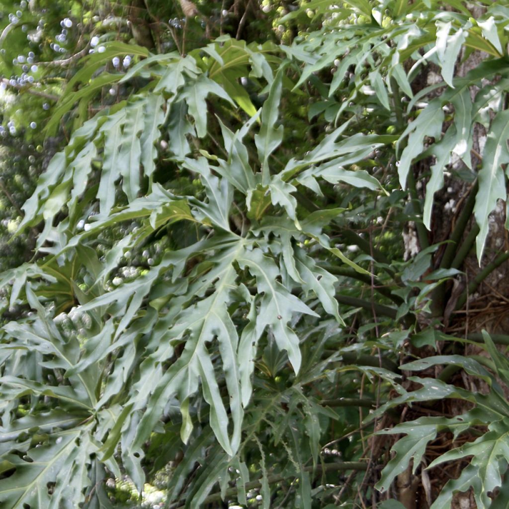 Filodendro - Philodendron radiatum