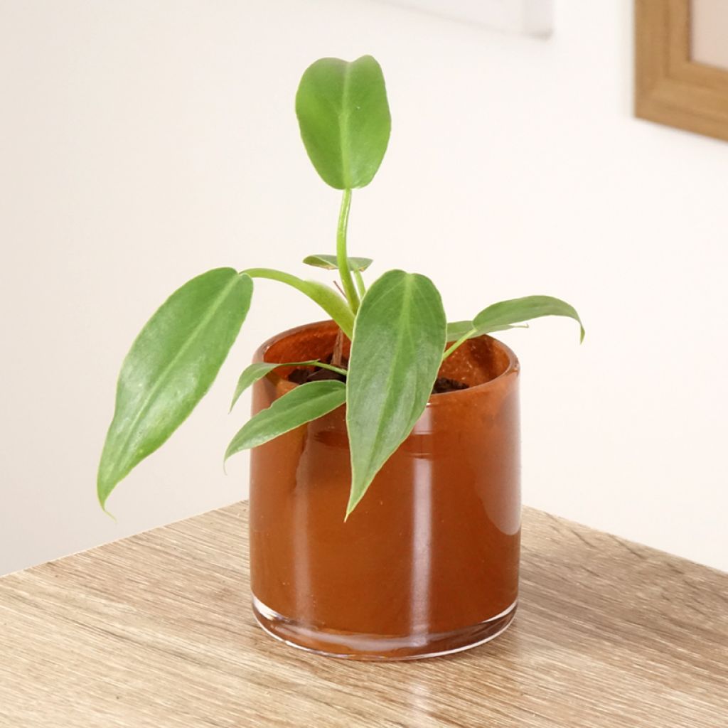 Filodendro - Philodendron radiatum