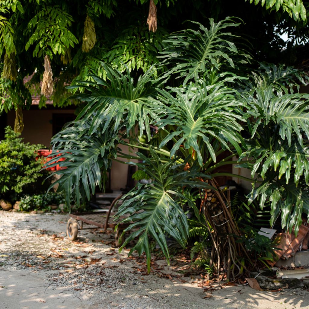 Filodendro - Philodendron radiatum