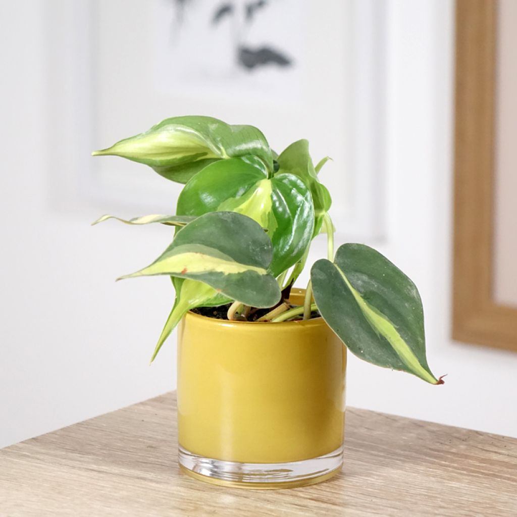 Filodendro - Philodendron scandens Brasil