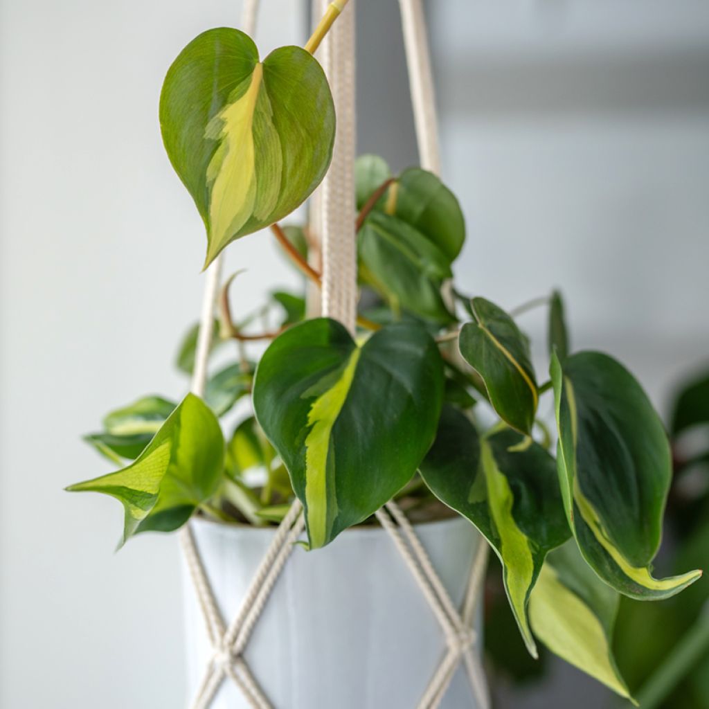 Filodendro - Philodendron scandens Brasil
