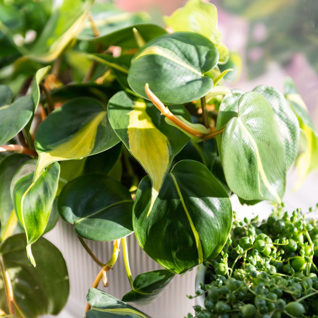 Filodendro - Philodendron scandens Brasil