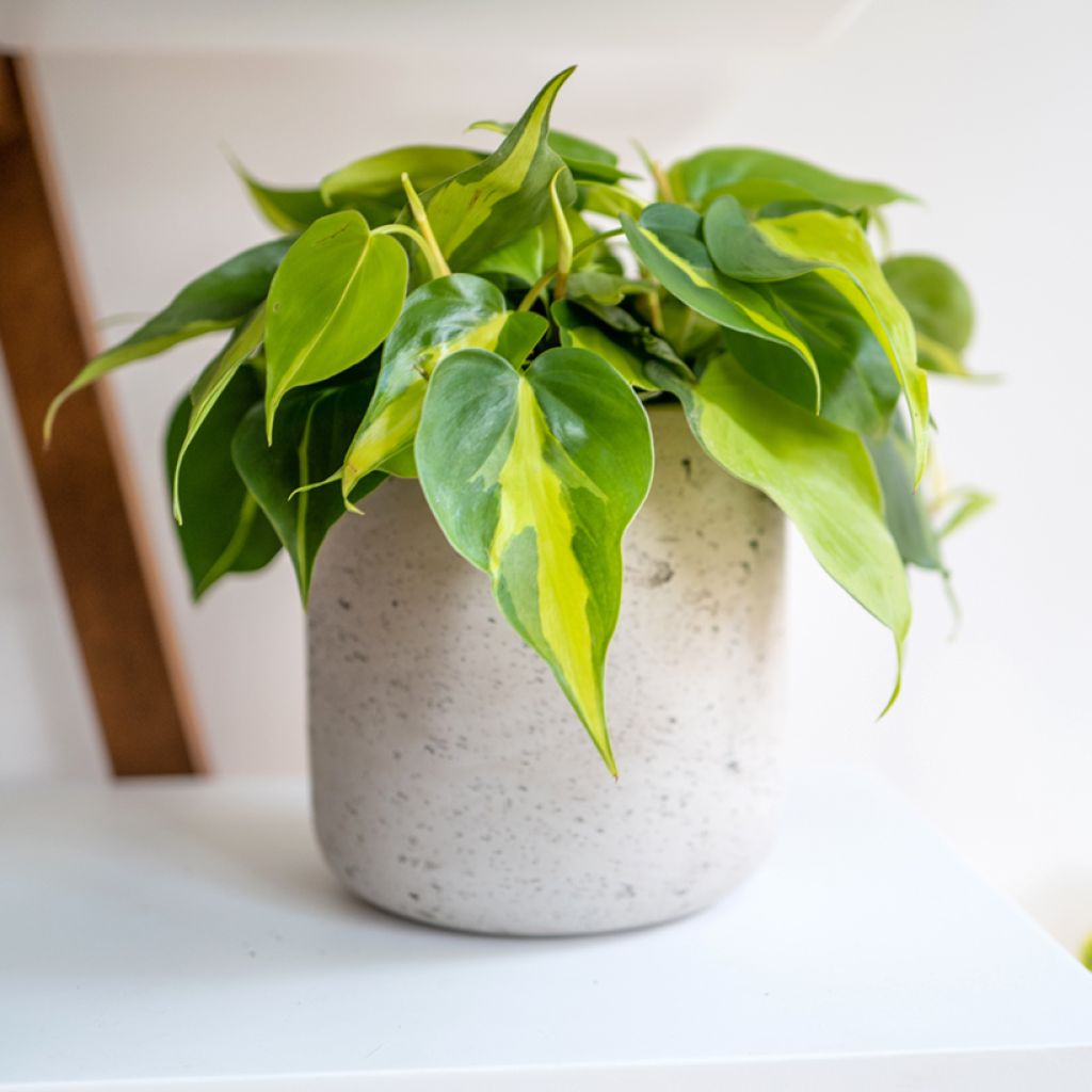 Filodendro - Philodendron scandens Brasil