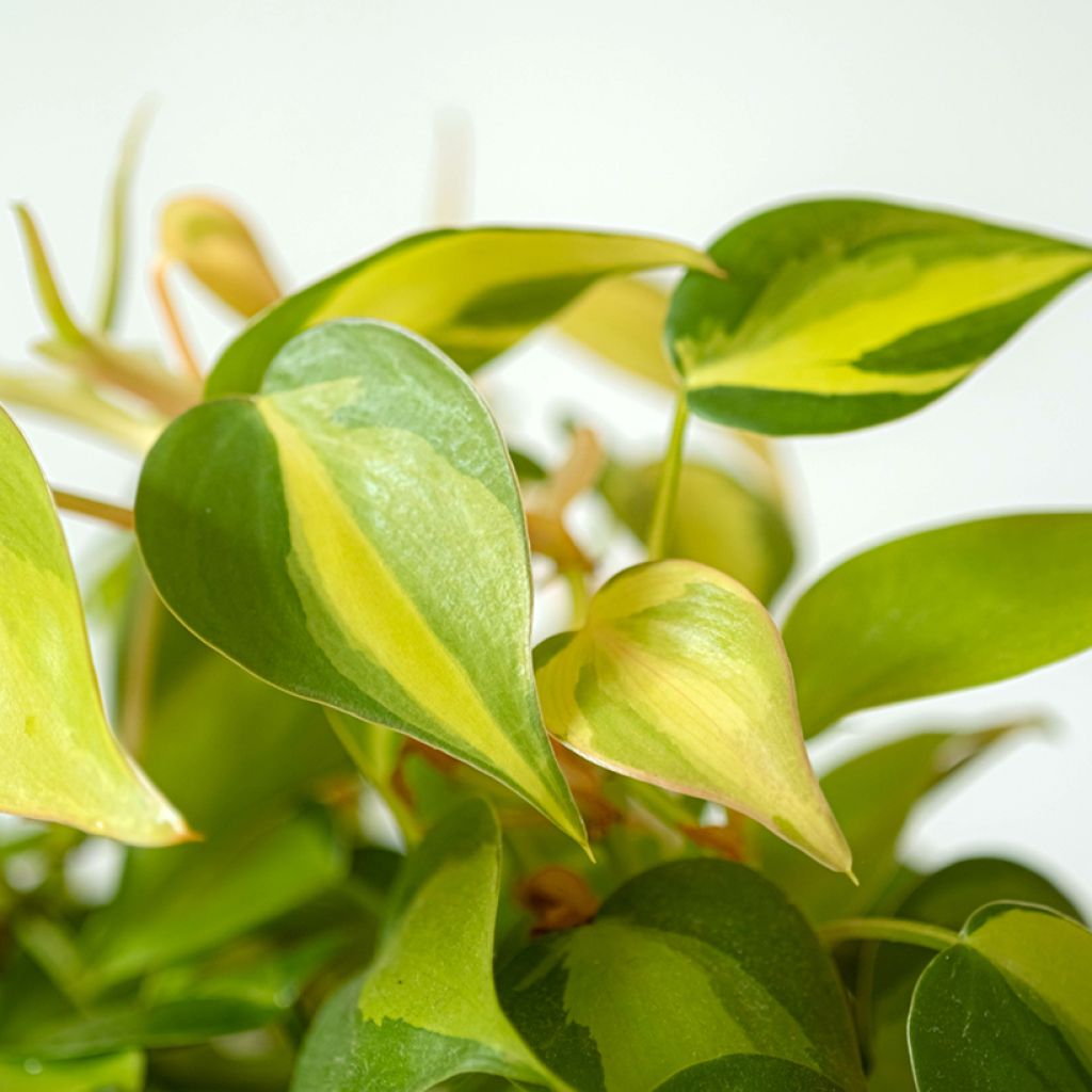 Filodendro - Philodendron scandens Brasil