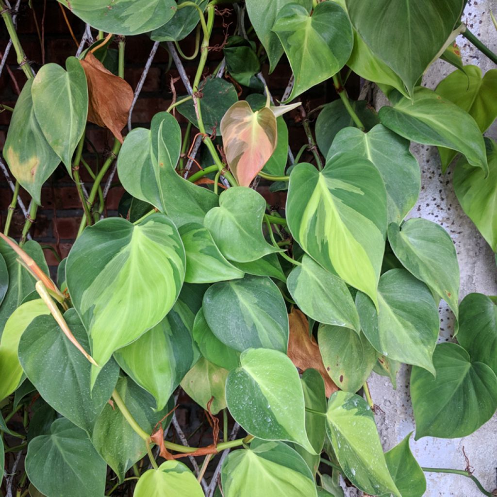 Filodendro - Philodendron scandens Brasil