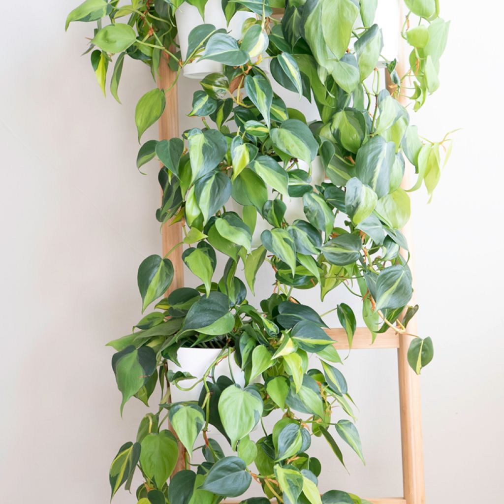 Filodendro - Philodendron scandens Brasil