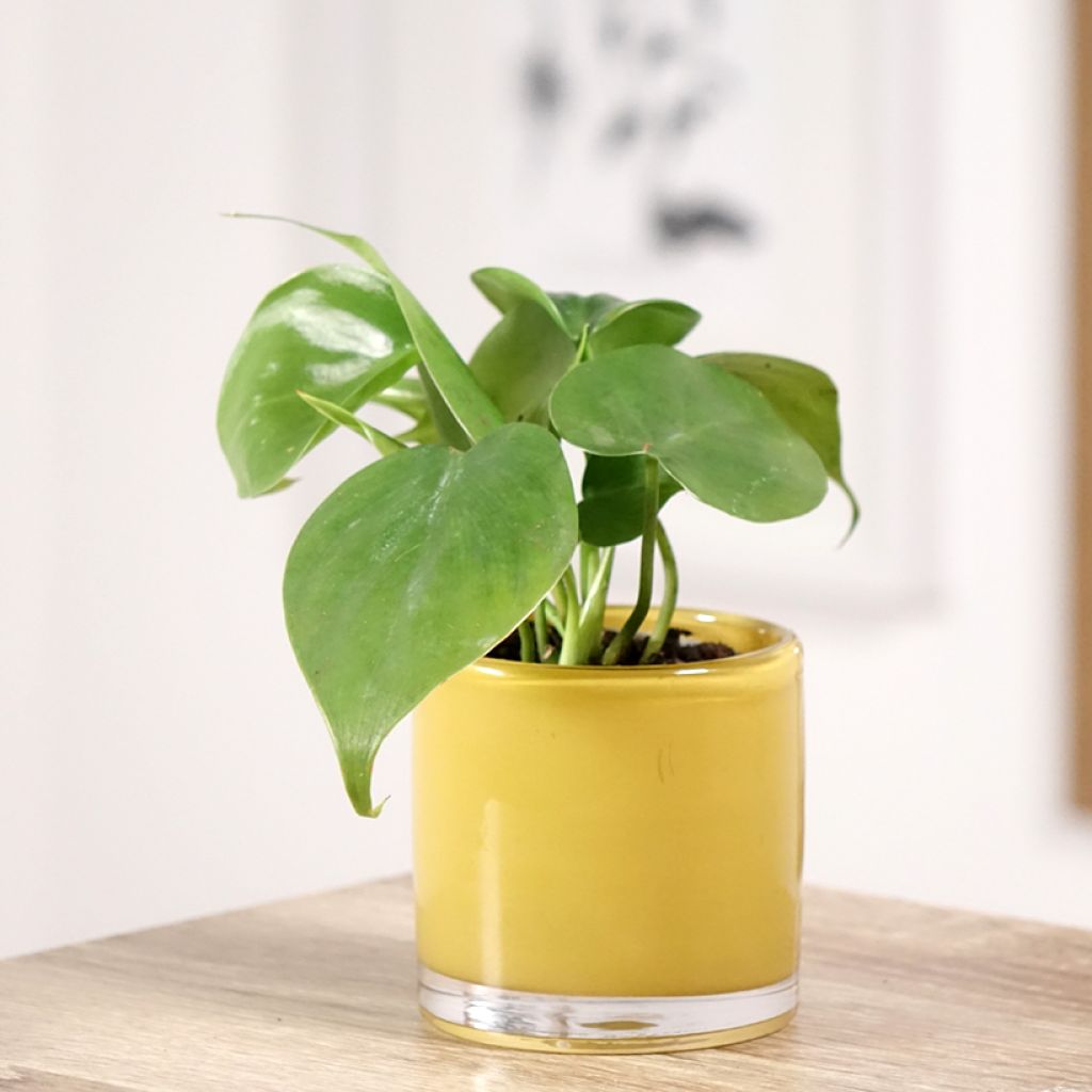 Filodendro - Philodendron scandens