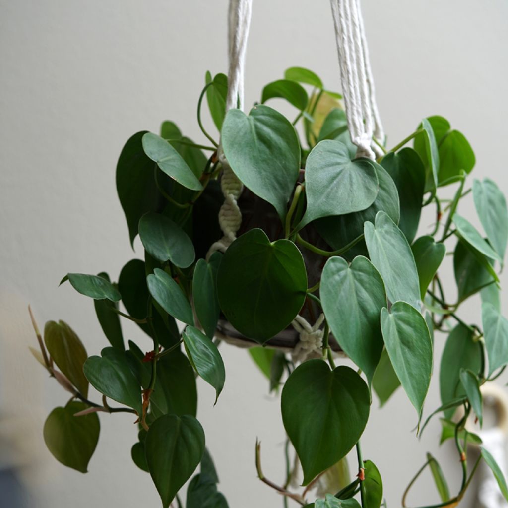 Filodendro - Philodendron scandens