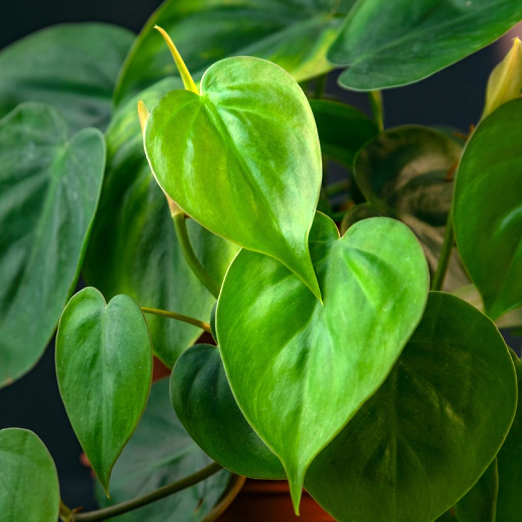 Filodendro - Philodendron scandens