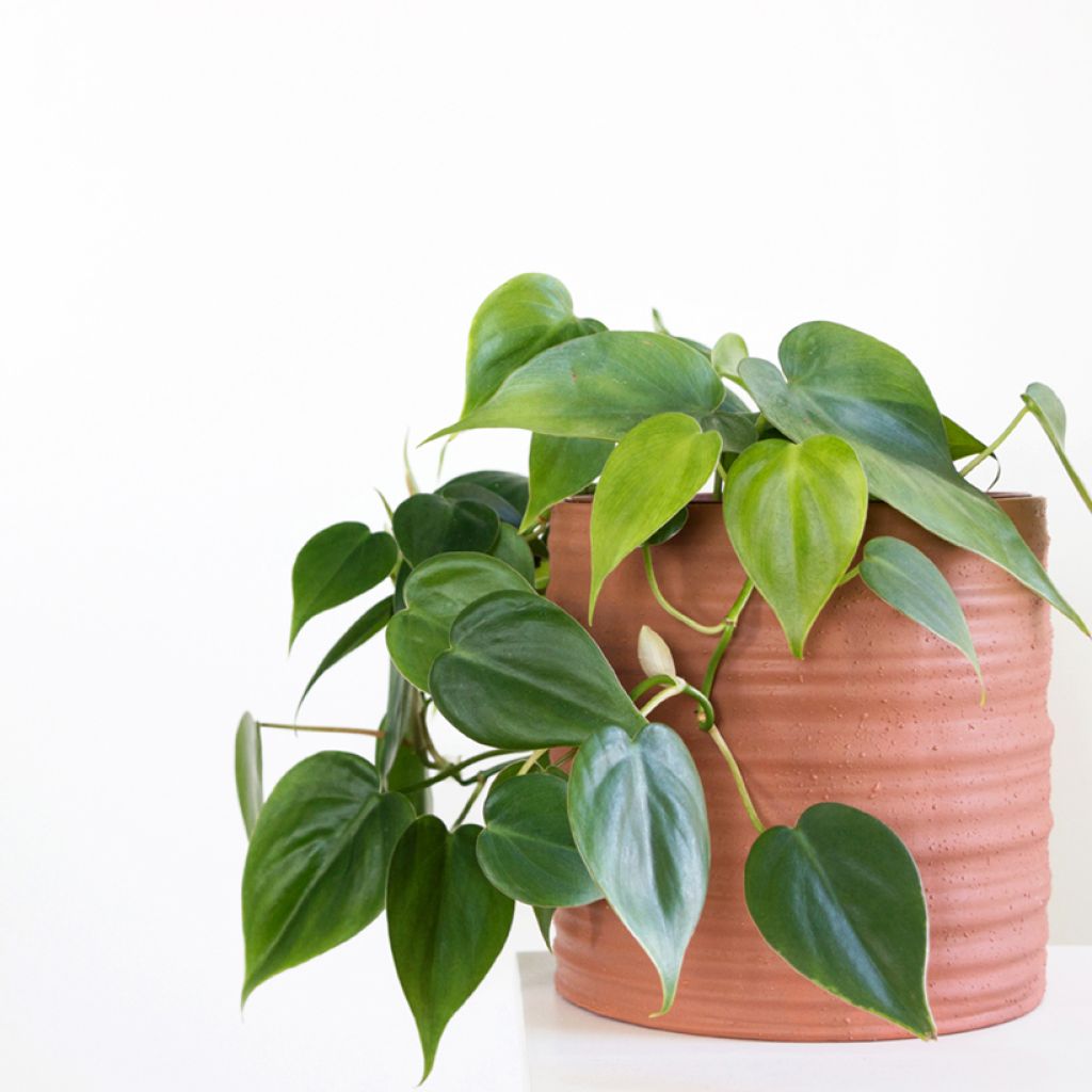 Filodendro - Philodendron scandens