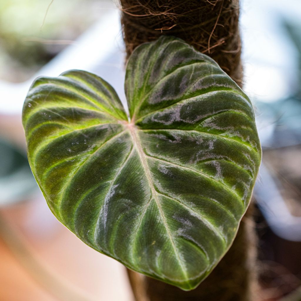 Filodendro - Philodendron verrucosum