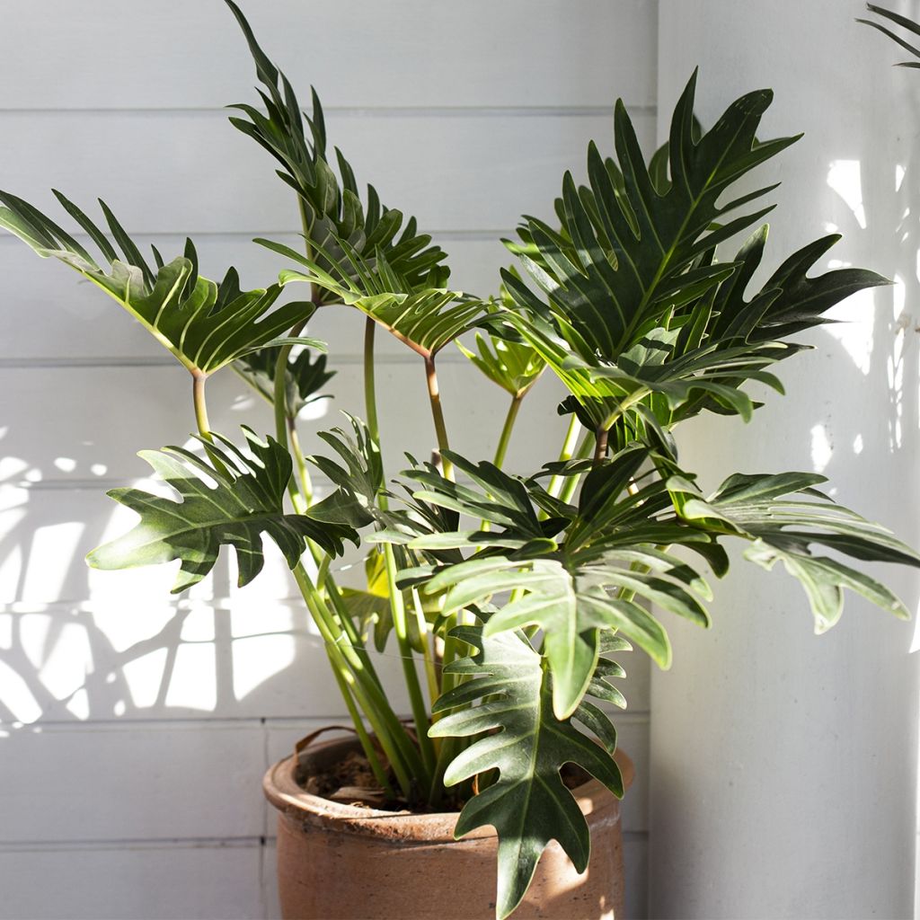 Philodendron xanadu