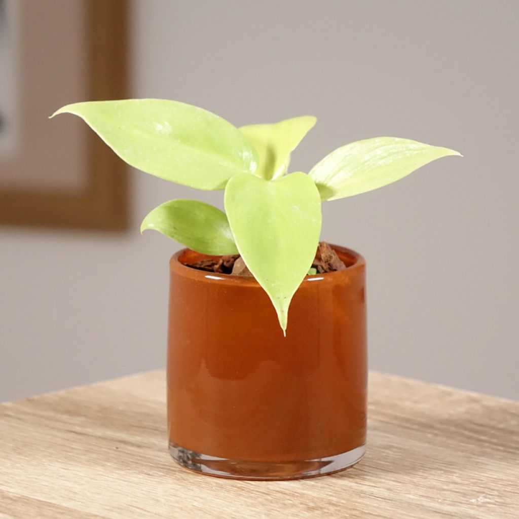 Filodendro - Philodendron Golden Violin