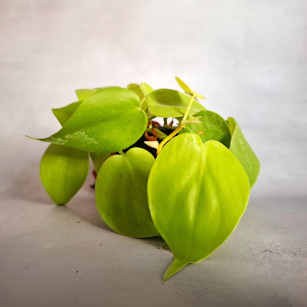 Filodendro - Philodendron Neon