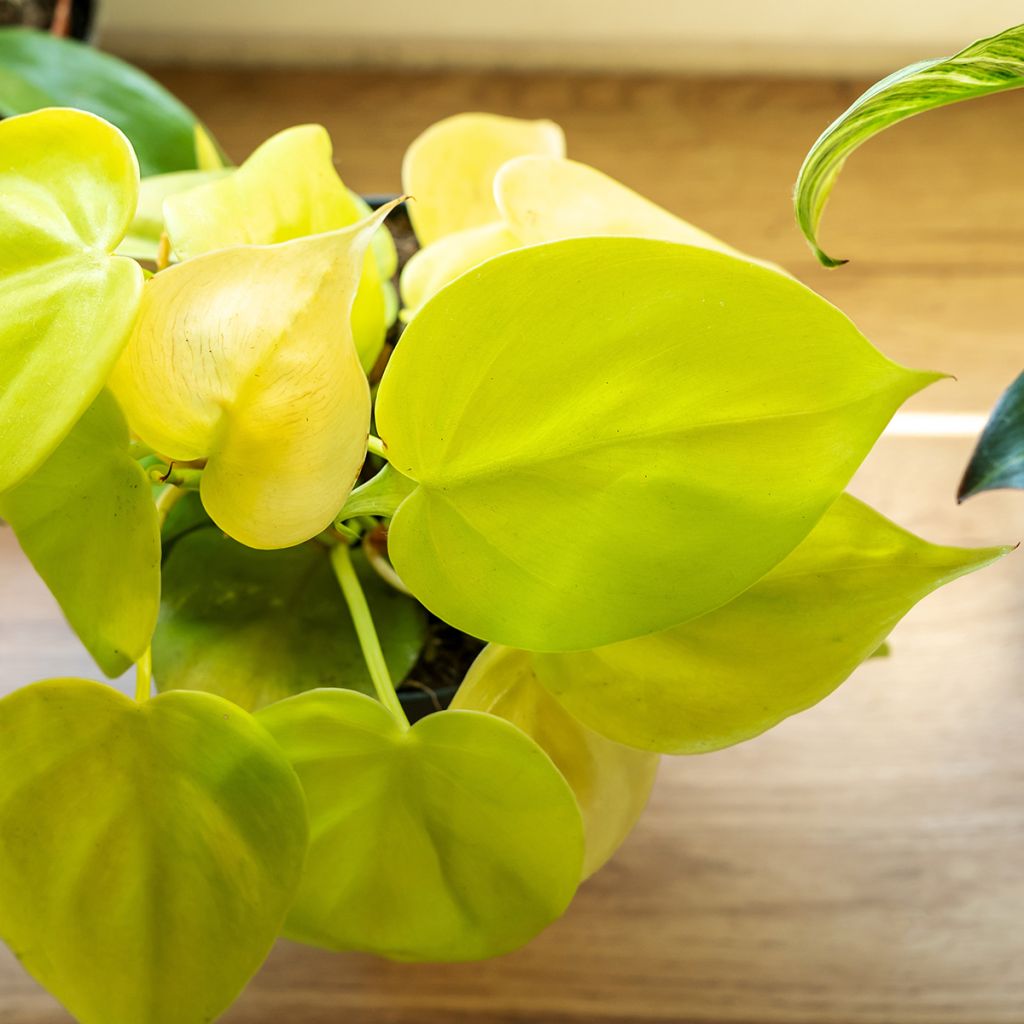 Filodendro - Philodendron Neon