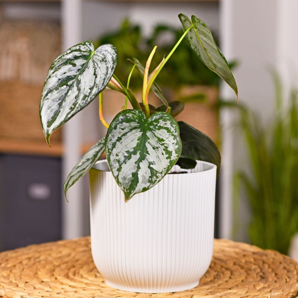 Filodendro - Philodendron brandtianum