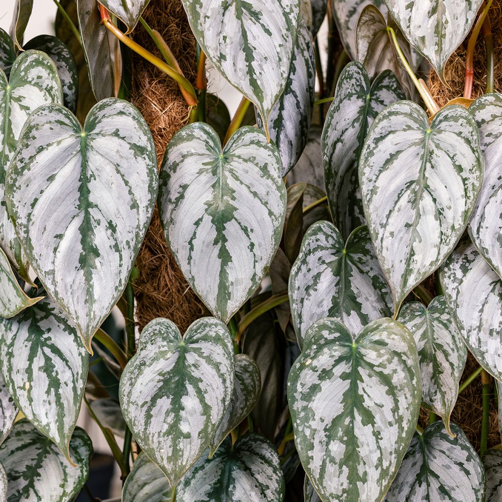 Filodendro - Philodendron brandtianum