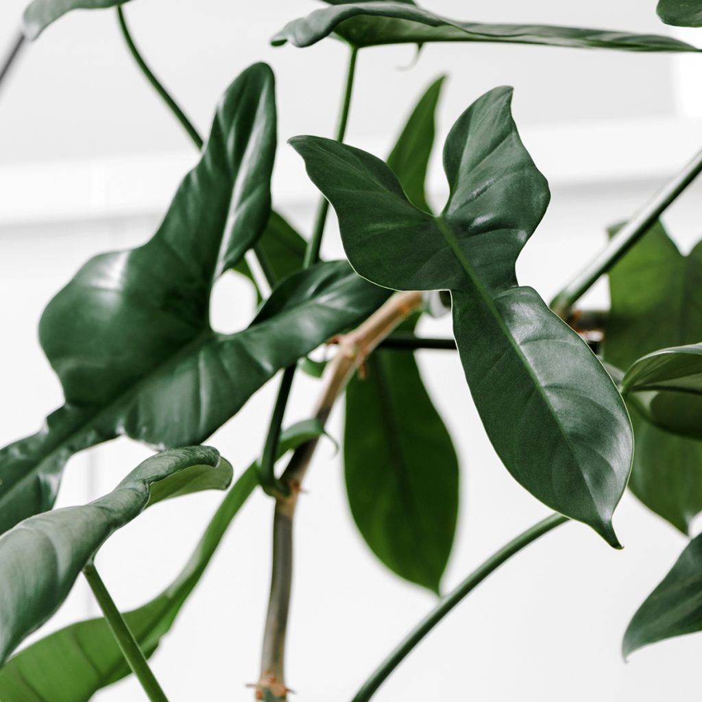Filodendro - Philodendron longilobatum