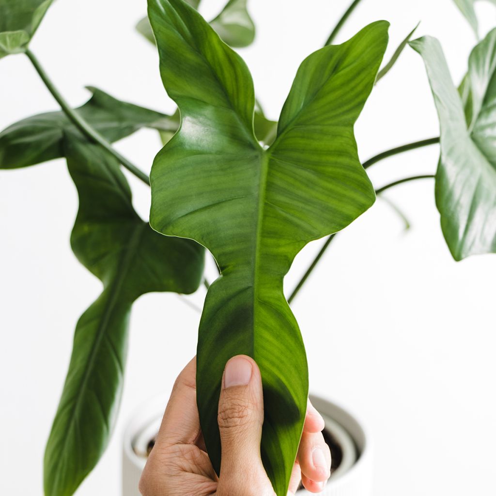 Filodendro - Philodendron longilobatum