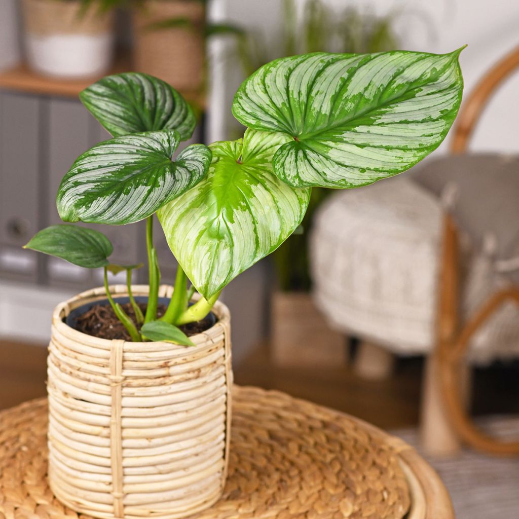 Filodendro - Philodendron mamei