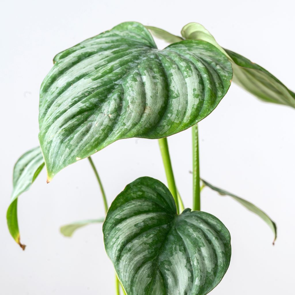 Filodendro - Philodendron mamei