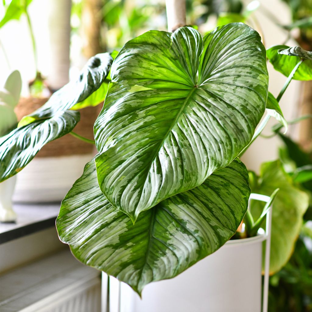 Filodendro - Philodendron mamei