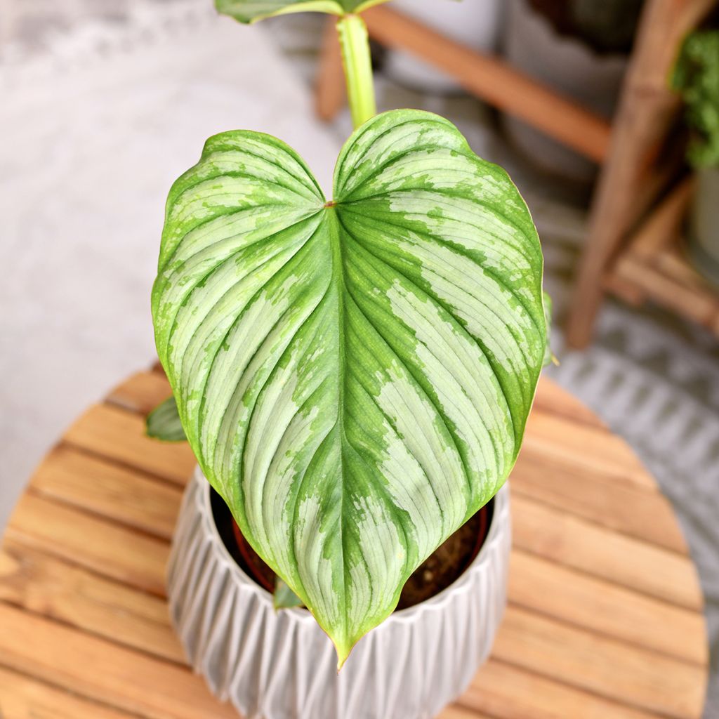Filodendro - Philodendron mamei