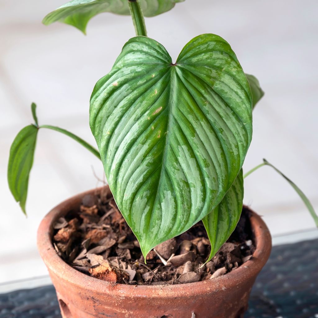 Filodendro - Philodendron mamei