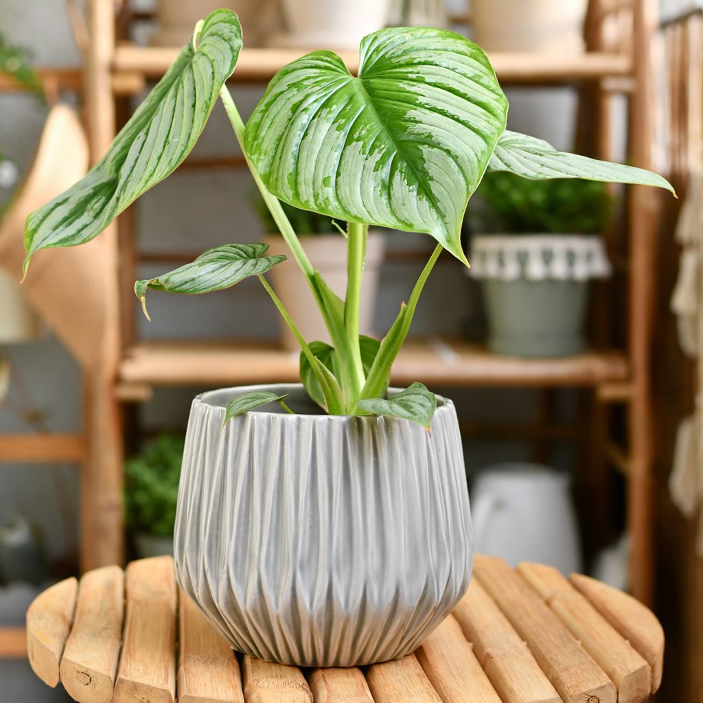 Filodendro - Philodendron mamei