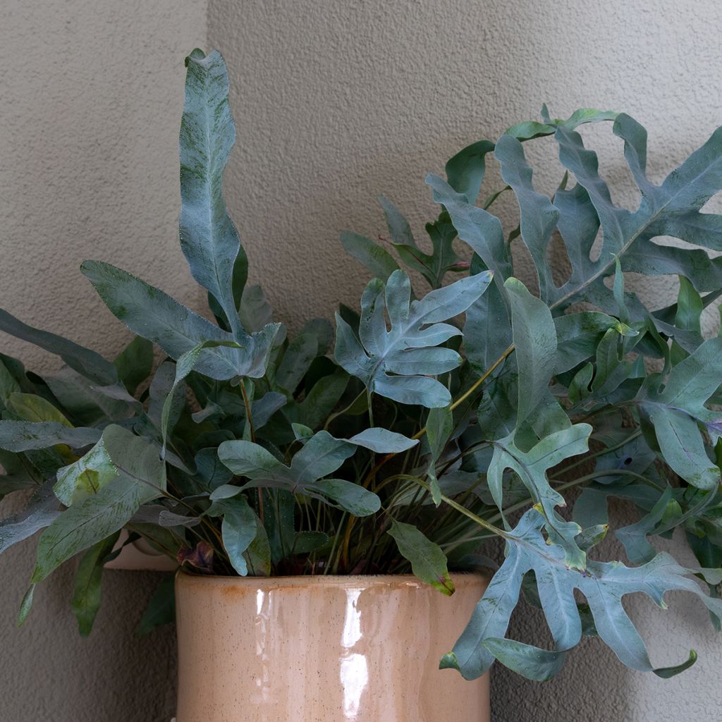 Phlebodium Blue Star - Fougère bleue