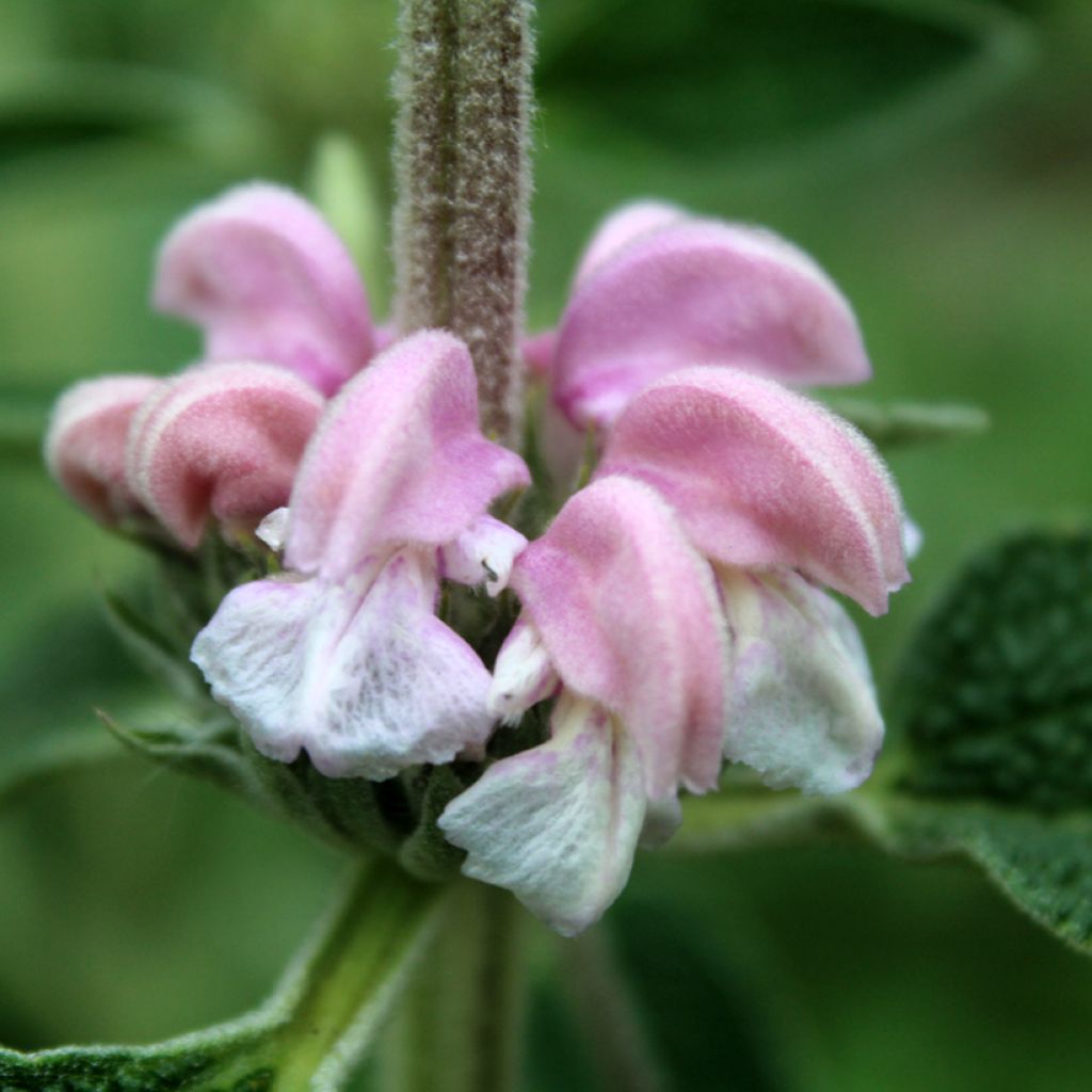 Phlomis purpurea - Salvia viola di Gerusalemme