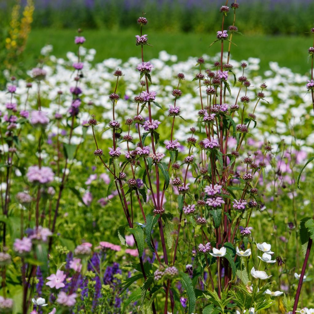 Phlomis tuberosa Prima Donna - Verbasco dalle foglie di salvia