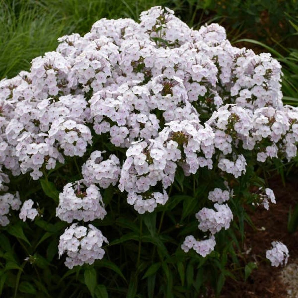 Phlox paniculata Fashionably Early Crystal