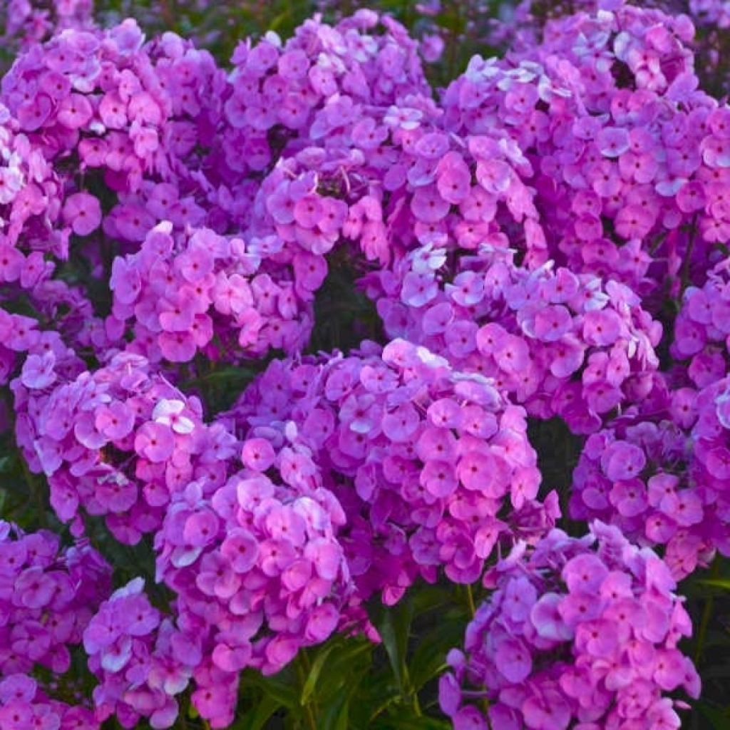 Phlox paniculata Fashionably Early Flamingo