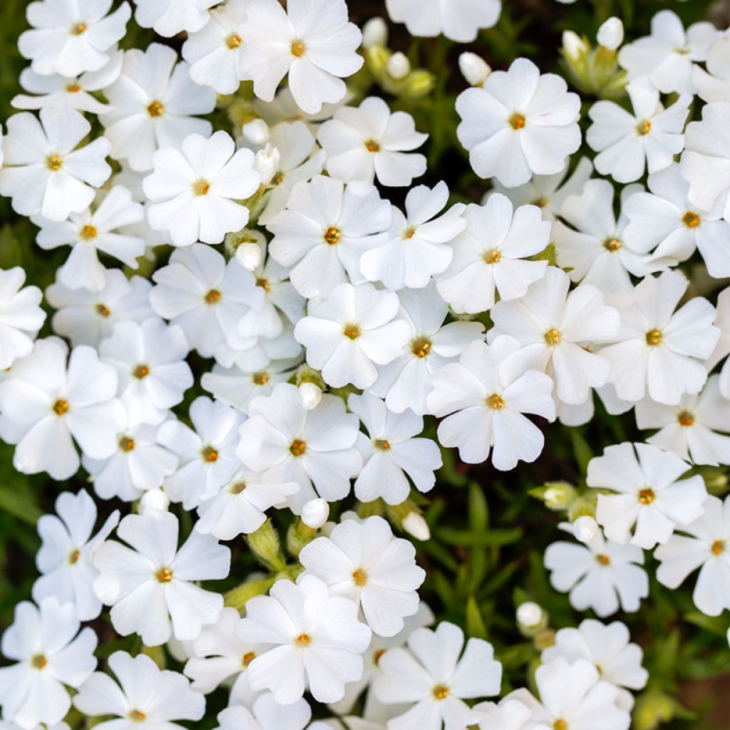 Phlox subulata White Delight - Muscio rosa