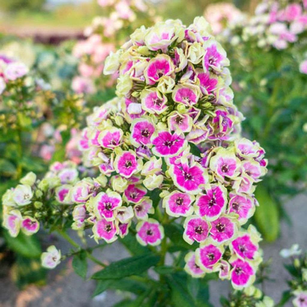Phlox paniculata Orchid Yellow - Phlox paniculé