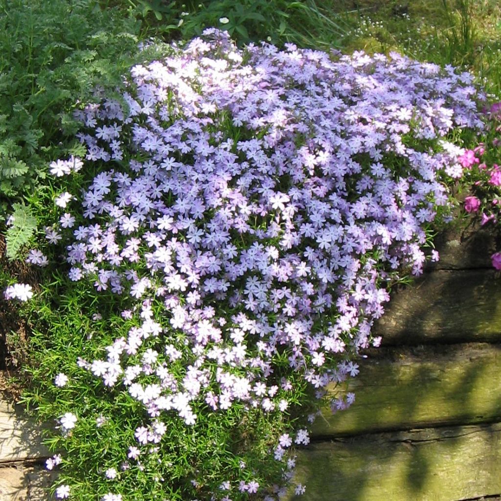 Phlox subulata Cushion Blue - Muscio rosa
