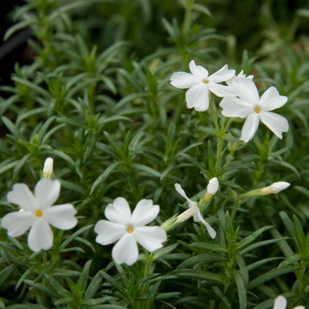 Phlox subulata White Delight - Muscio rosa