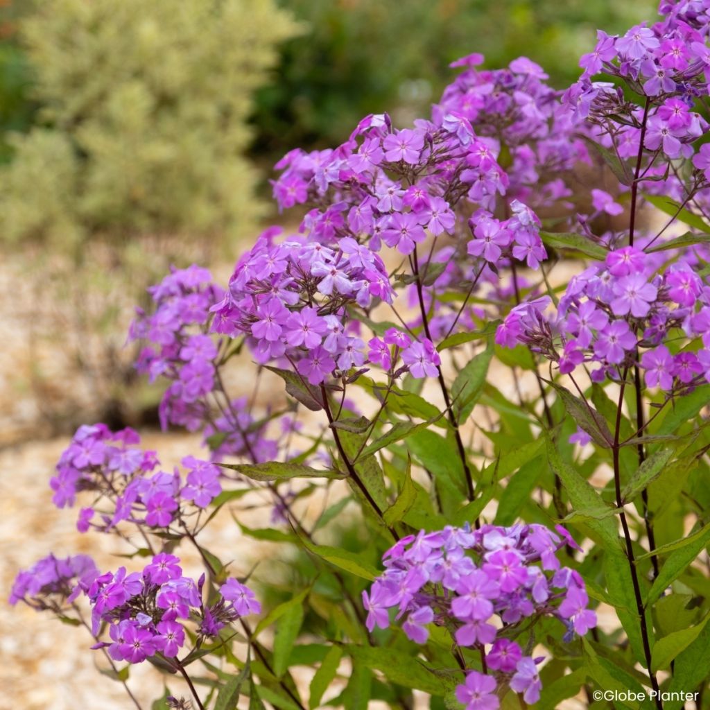 Phlox Queen Paola