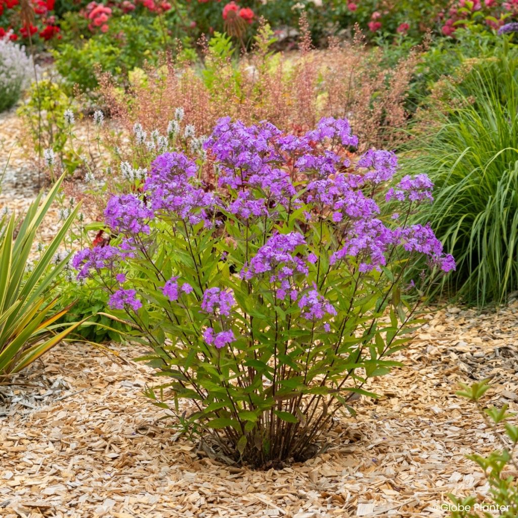 Phlox Queen Paola