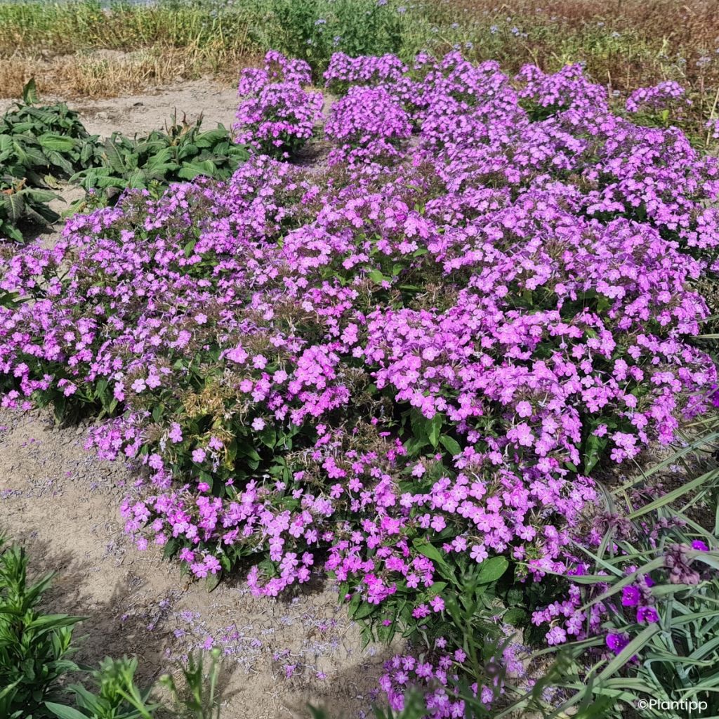 Phlox Queen Paola
