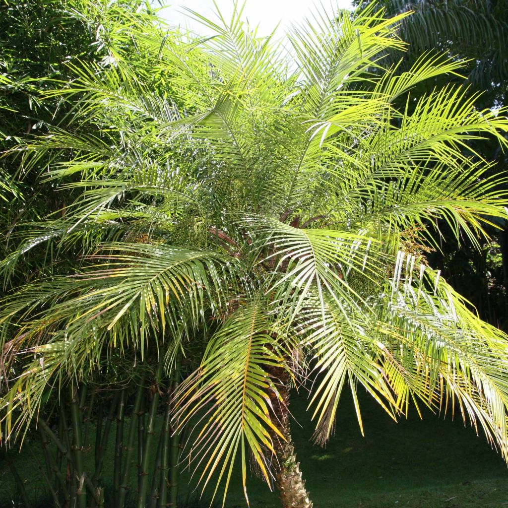 Phoenix roebelinii - Palma da datteri nana