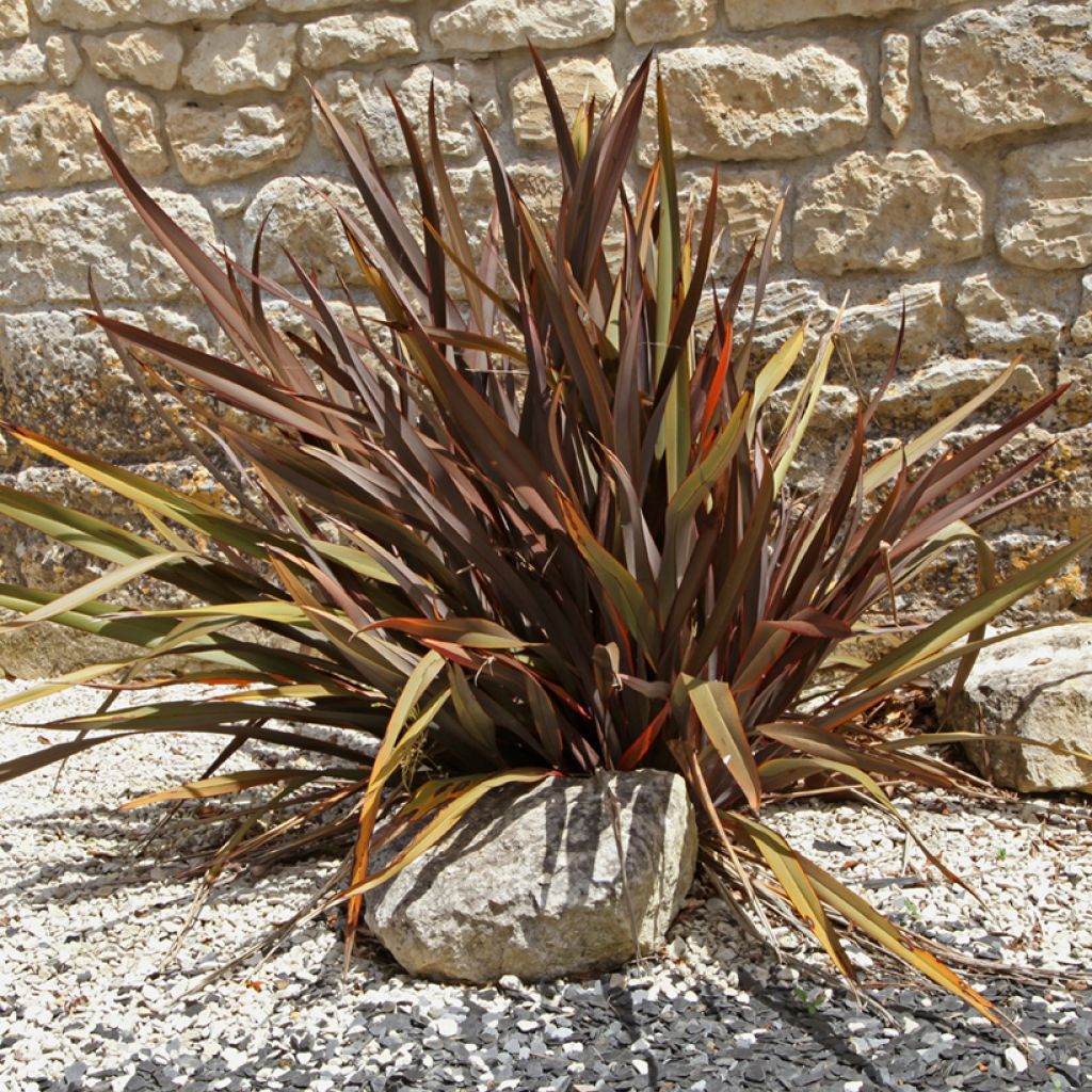 Phormium Purpureum - Lino della Nuova Zelanda