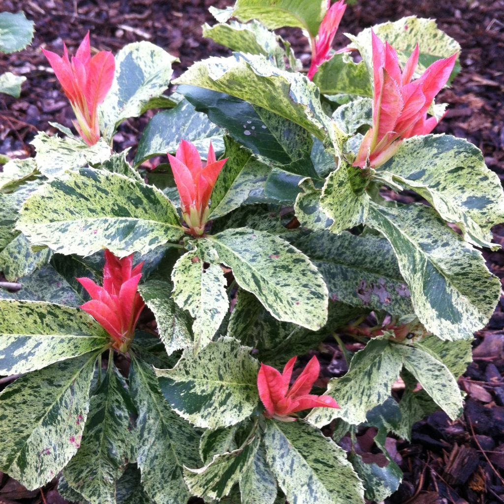 Photinia serratifolia Pink Crispy - Fotinia